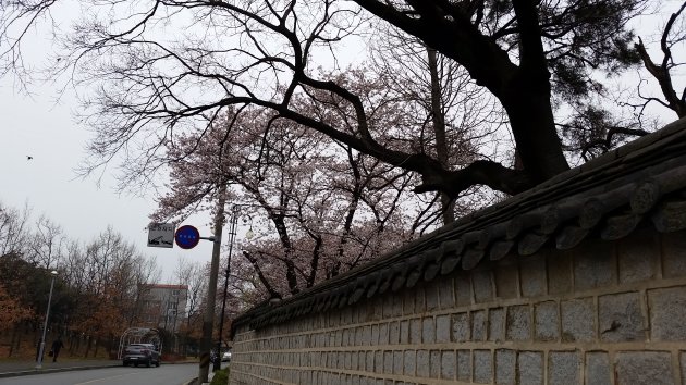 首露王陵の塀に咲く桜